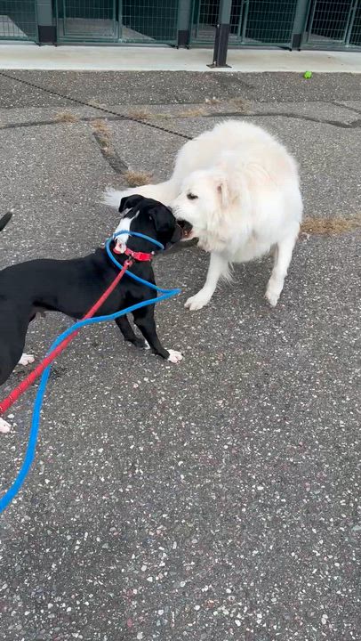 Enlarge Bella, a Adoptable Mixed Breed in Iron River, MI video 3/4