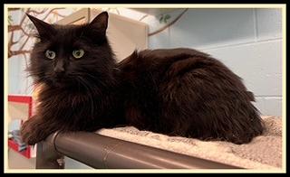 JACKIE, Adoptable, Young Female Domestic Long Hair.
