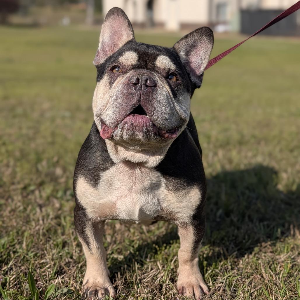 Enlarge Dubois 03-2541, a Adoptable French Bulldog in Tyrone, GA image 1/6
