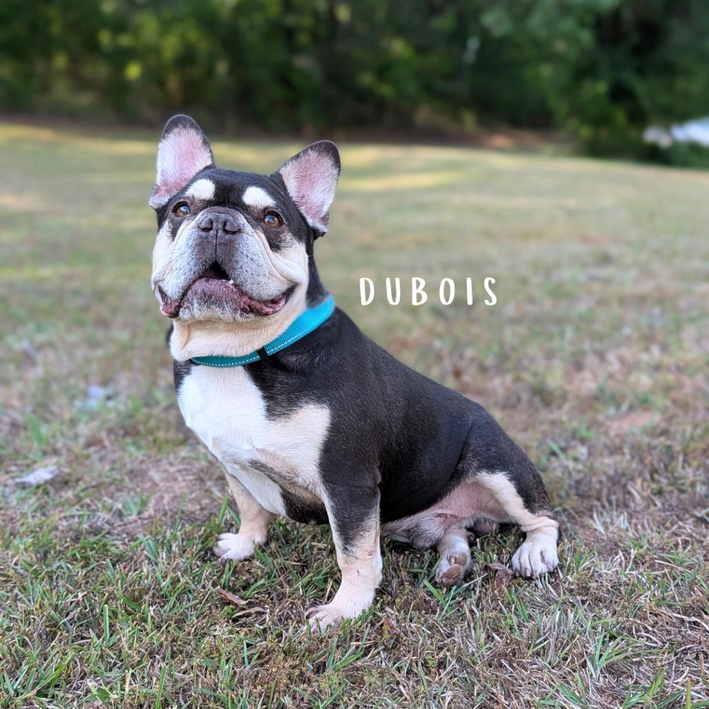 Enlarge Dubois 03-2541, a Adoptable French Bulldog in Tyrone, GA image 2/6