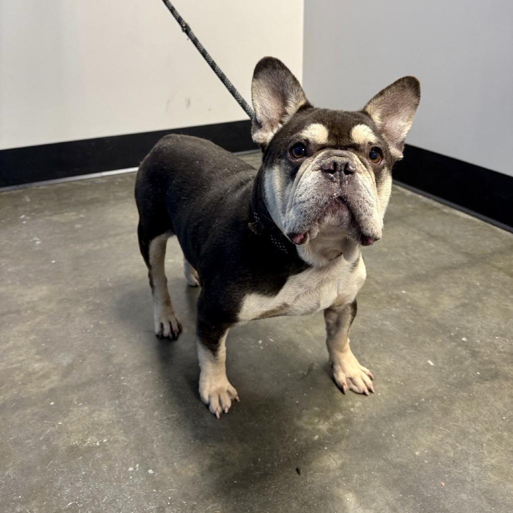 Enlarge Dubois 03-2541, a Adoptable French Bulldog in Tyrone, GA image 3/6