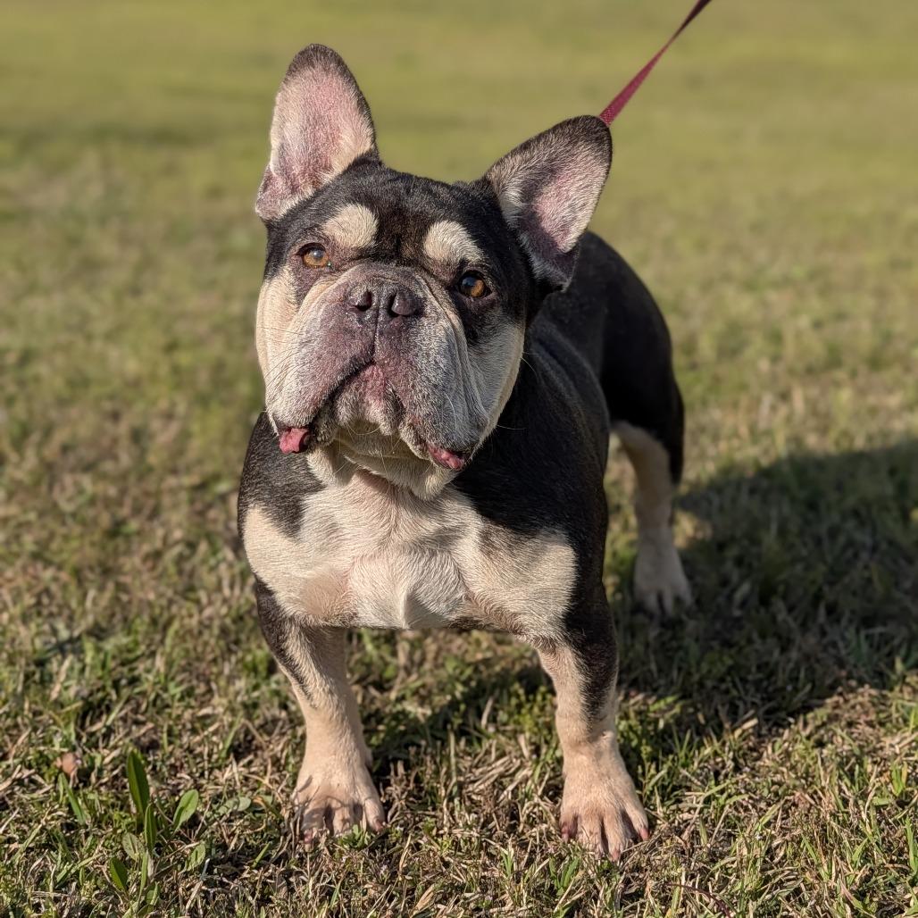 Enlarge Dubois 03-2541, a Adoptable French Bulldog in Tyrone, GA image 4/6