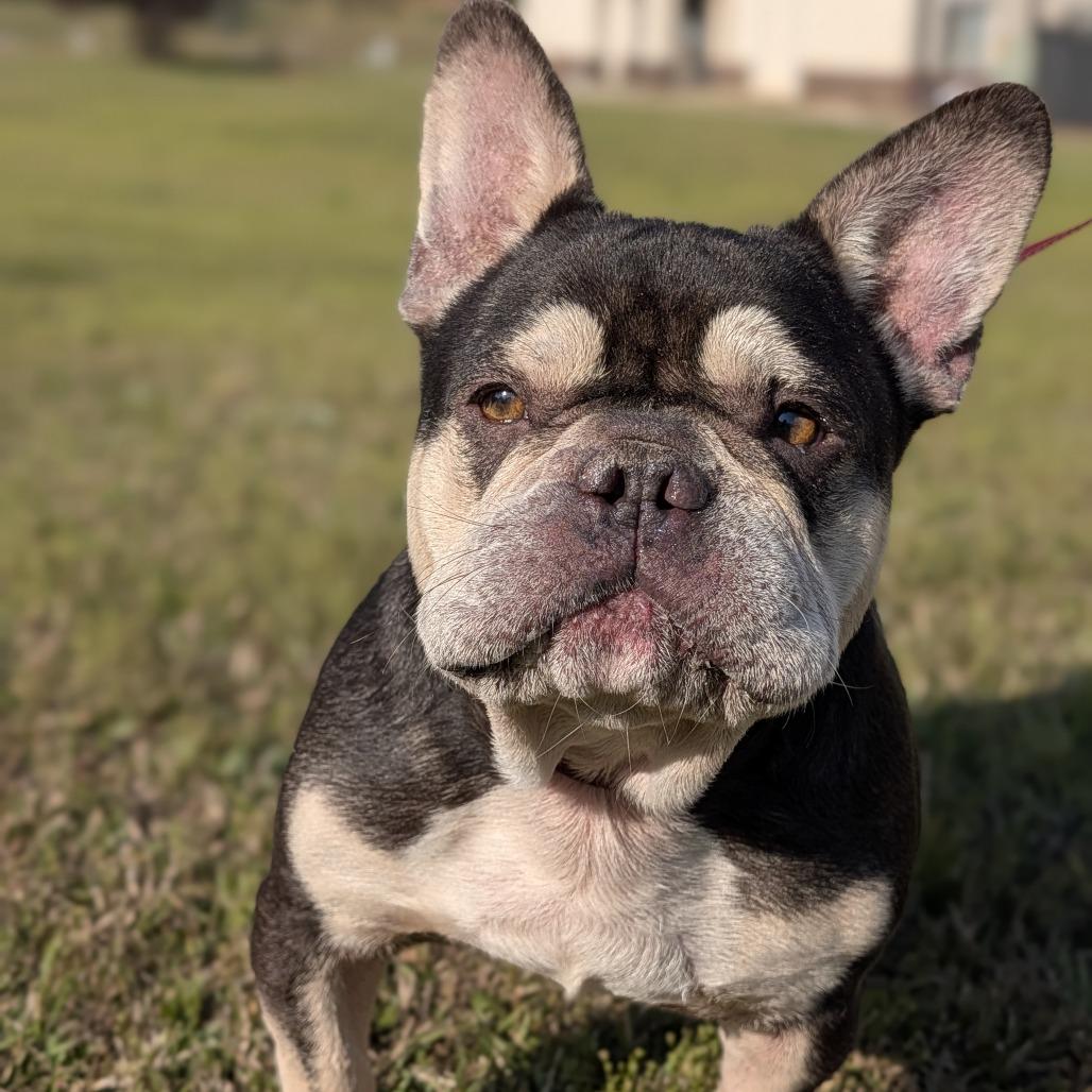Enlarge Dubois 03-2541, a Adoptable French Bulldog in Tyrone, GA image 5/6