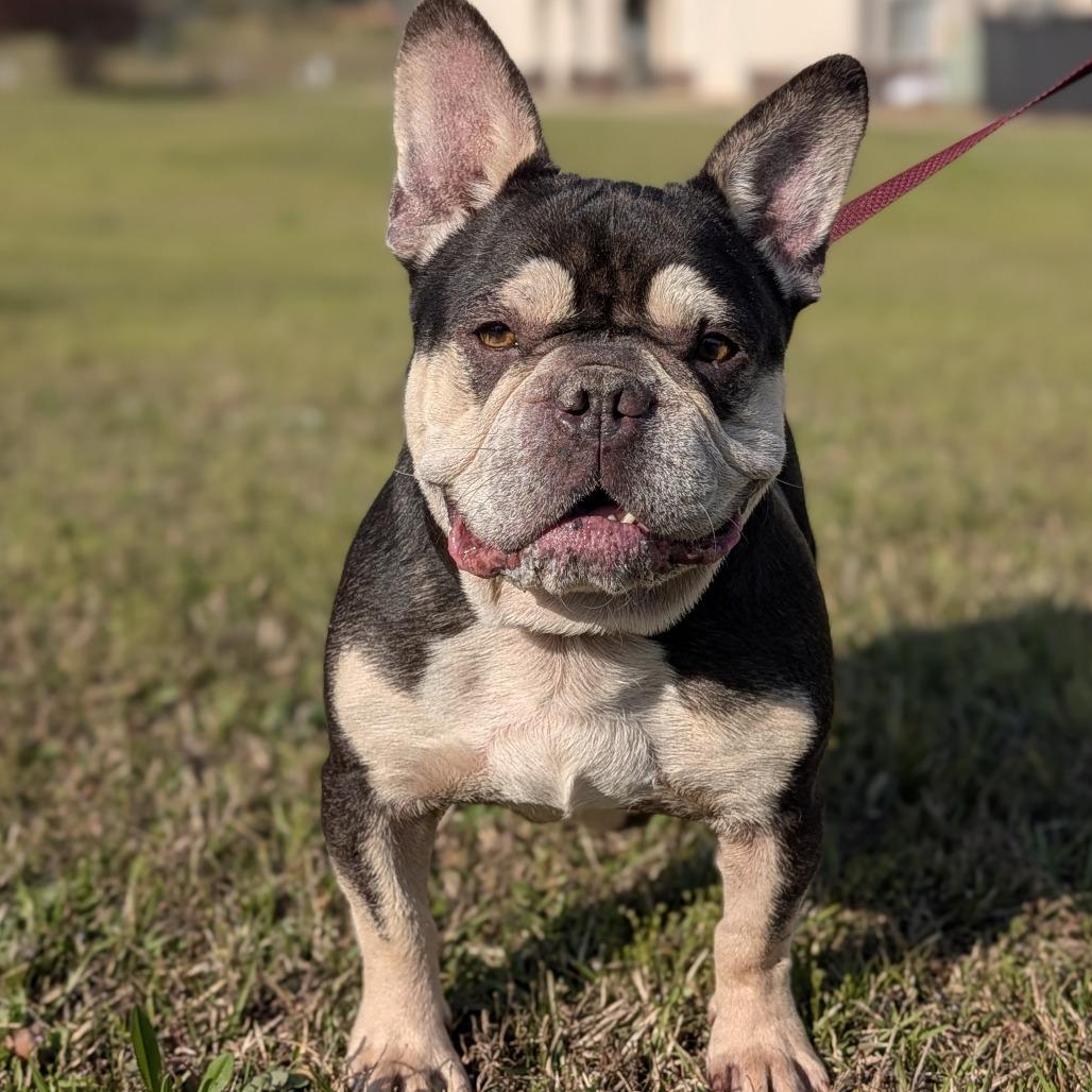 Enlarge Dubois 03-2541, a Adoptable French Bulldog in Tyrone, GA image 6/6