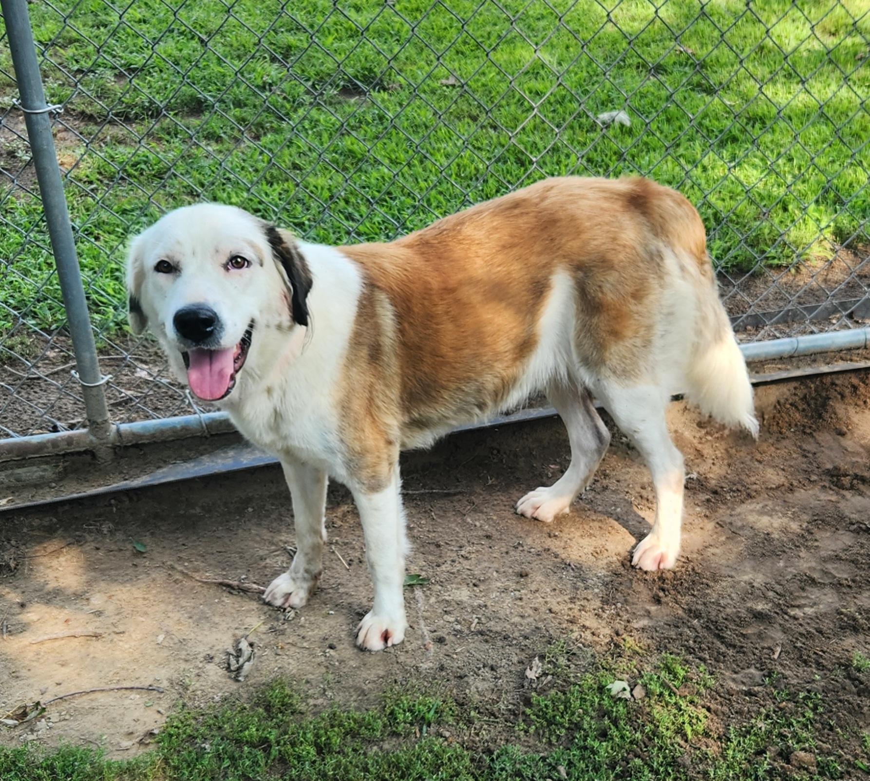 Enlarge Shellie, a ADOPTABLE mixed breed in Liberty Center, OH image 6/6