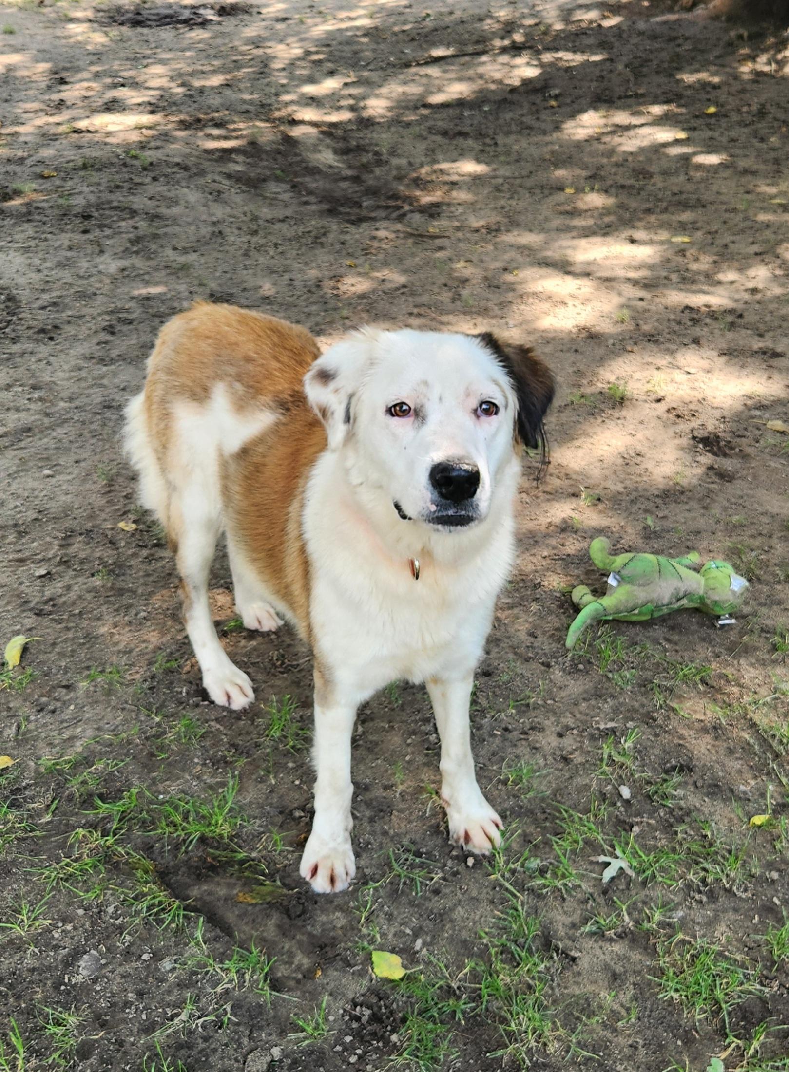 Enlarge Shellie, a ADOPTABLE mixed breed in Liberty Center, OH image 5/6
