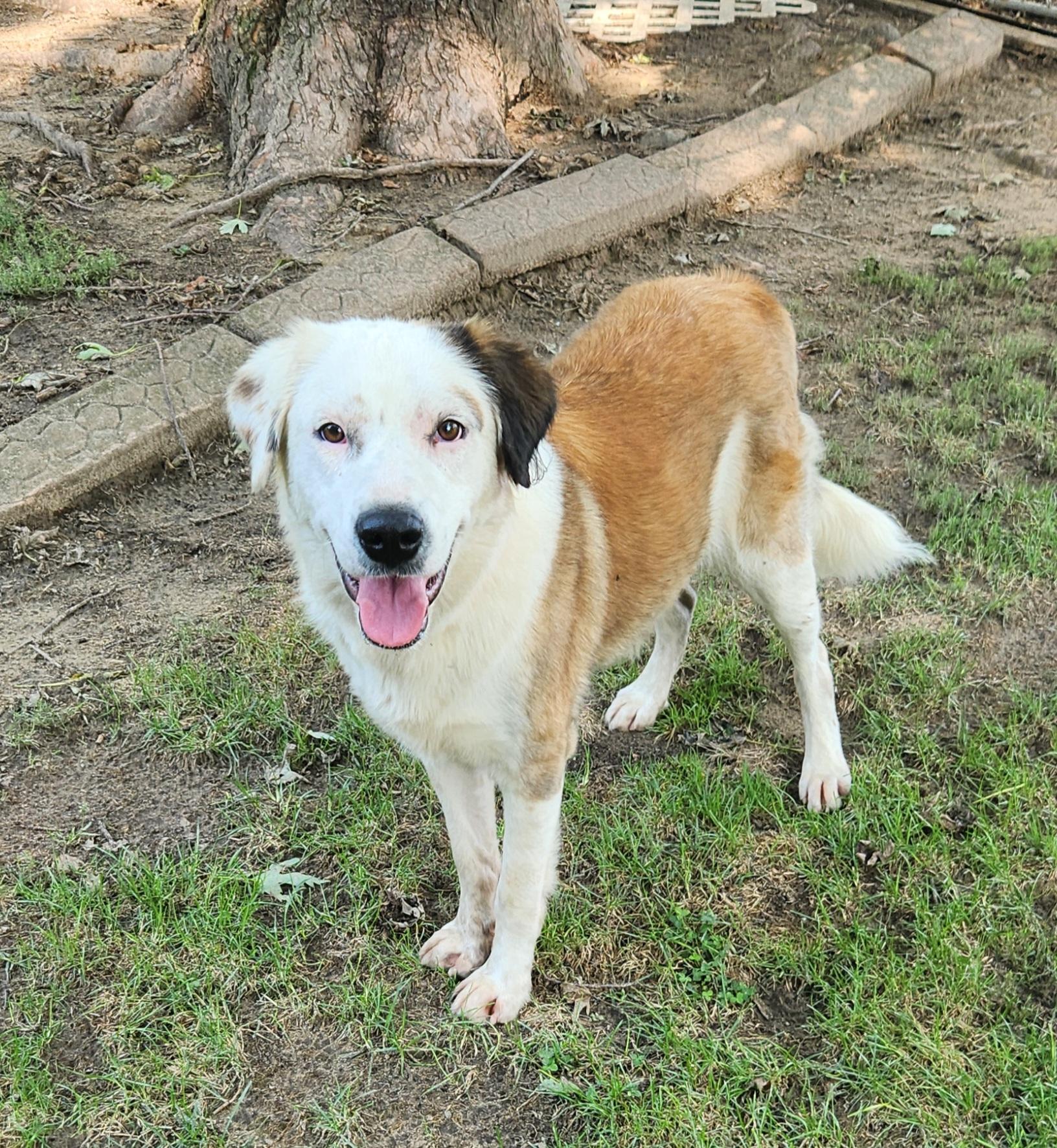 Enlarge Shellie, a ADOPTABLE mixed breed in Liberty Center, OH image 3/6