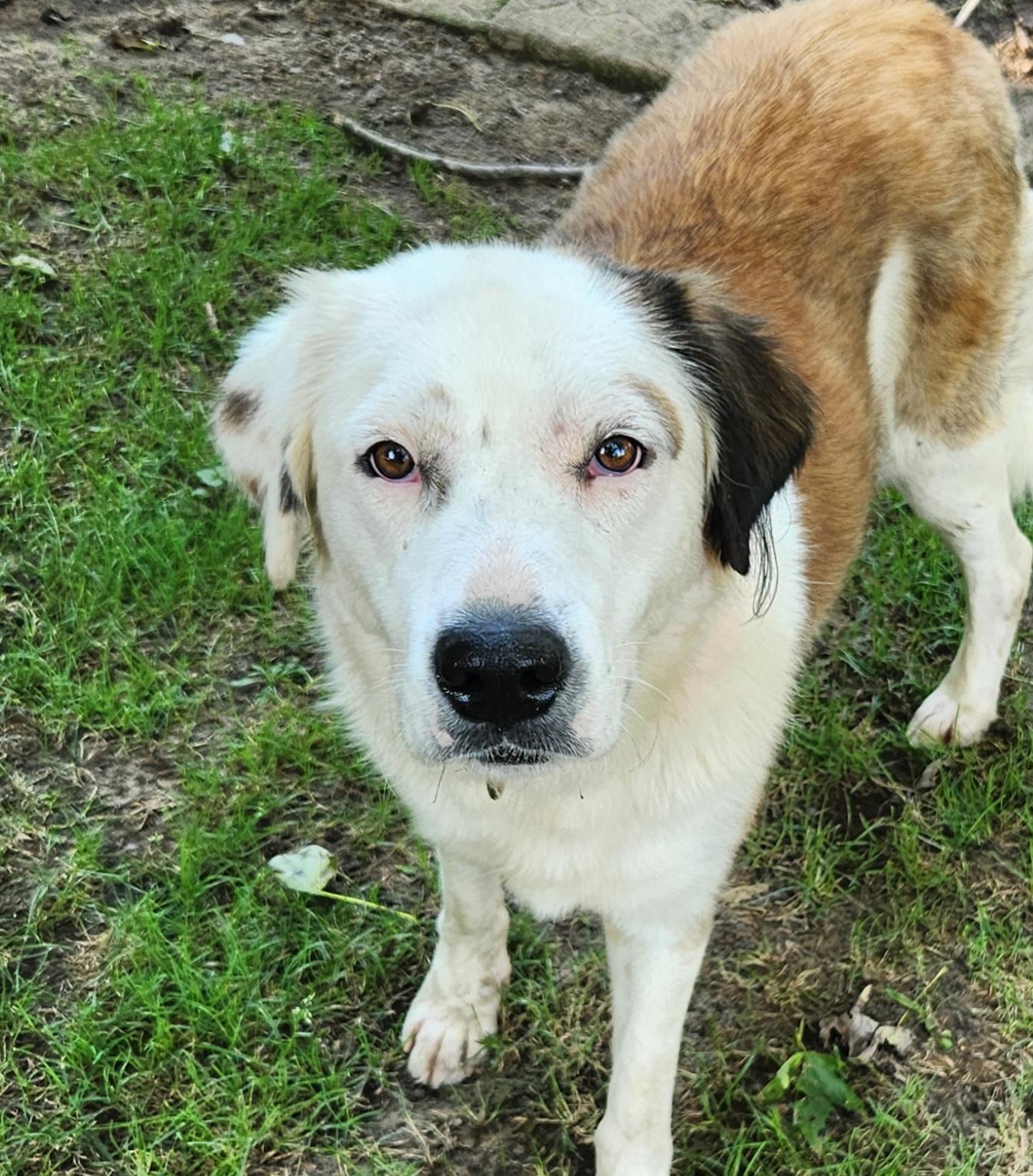 Shellie, ADOPTABLE, Young Female Australian Shepherd & Saint Bernard.