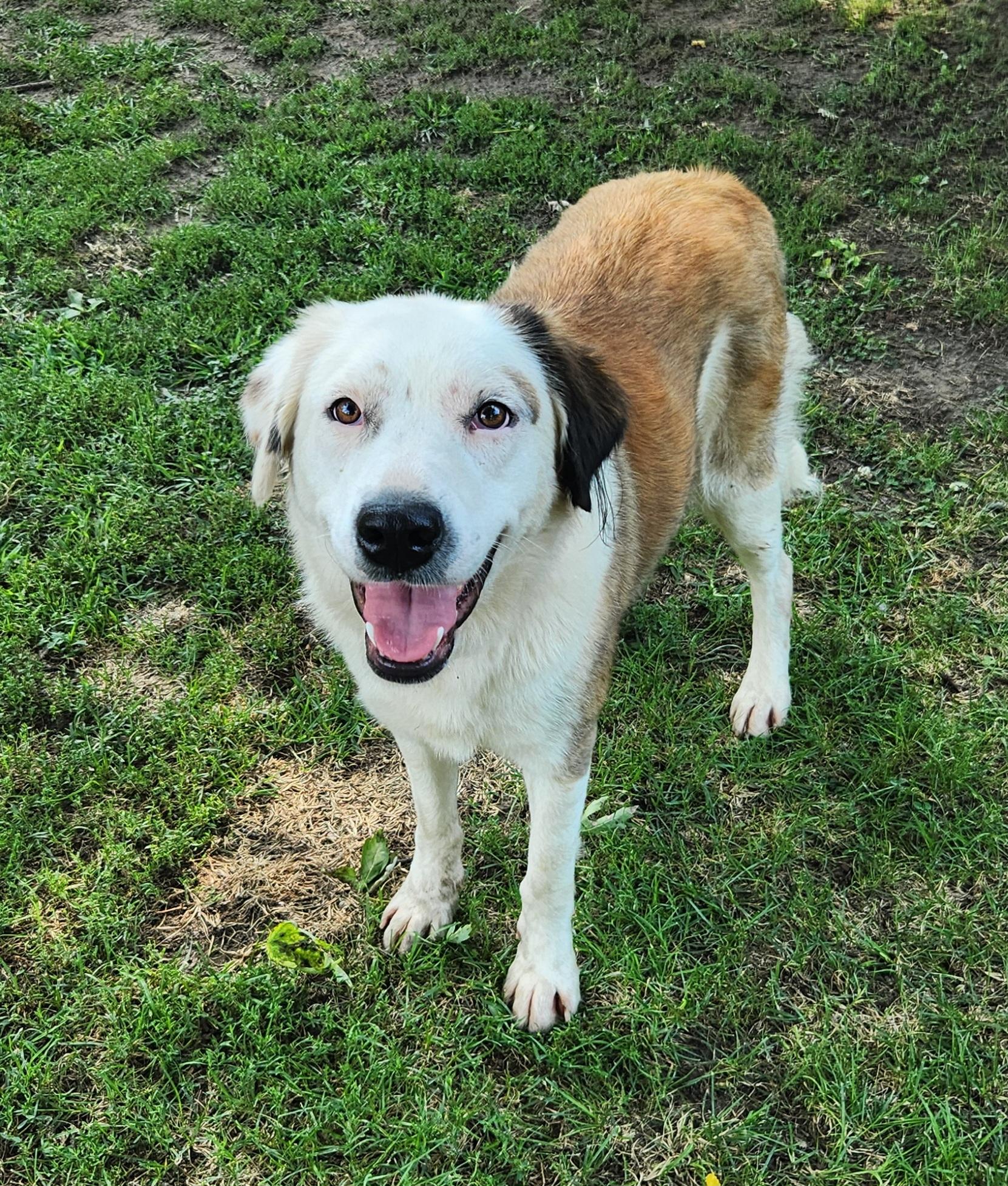 Enlarge Shellie, a ADOPTABLE mixed breed in Liberty Center, OH image 2/6