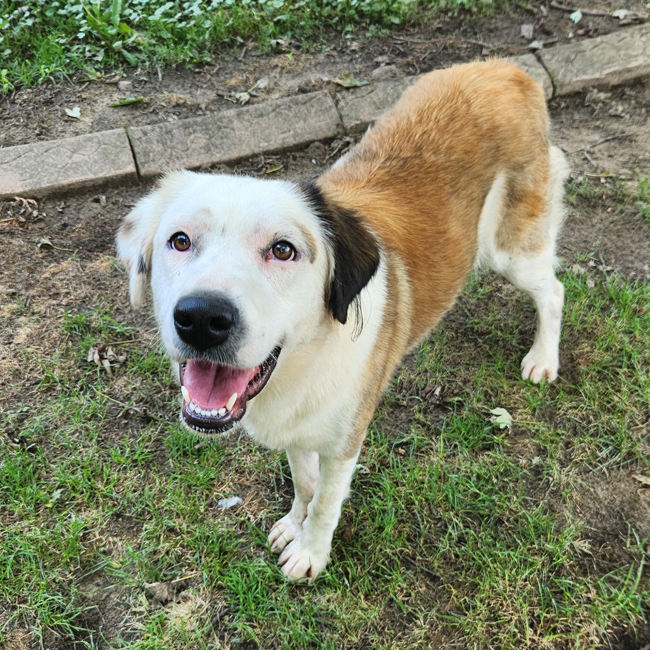 Enlarge Shellie, a ADOPTABLE mixed breed in Liberty Center, OH image 4/6