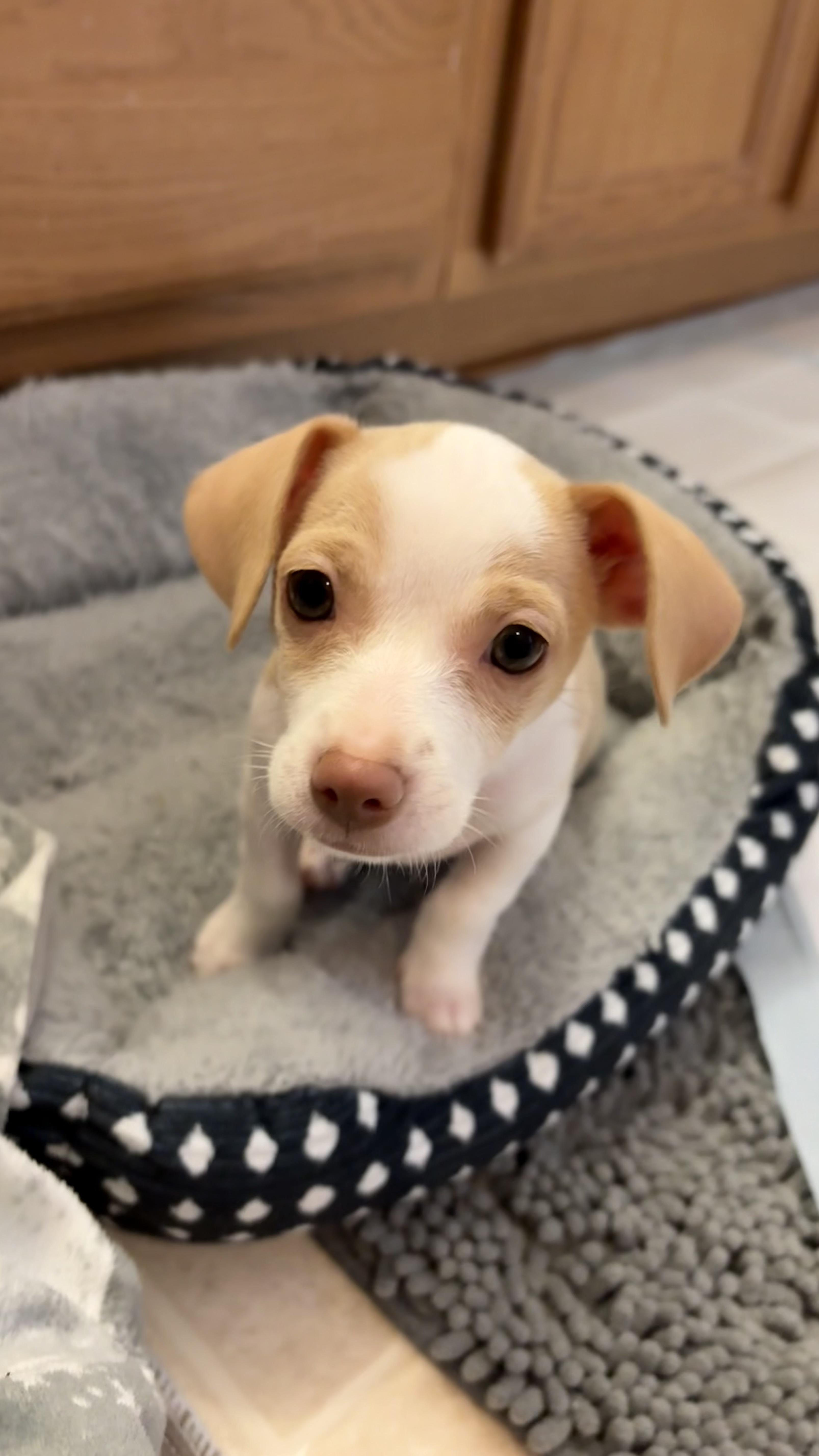 Poppy, Adoptable, Puppy Female Chiweenie.