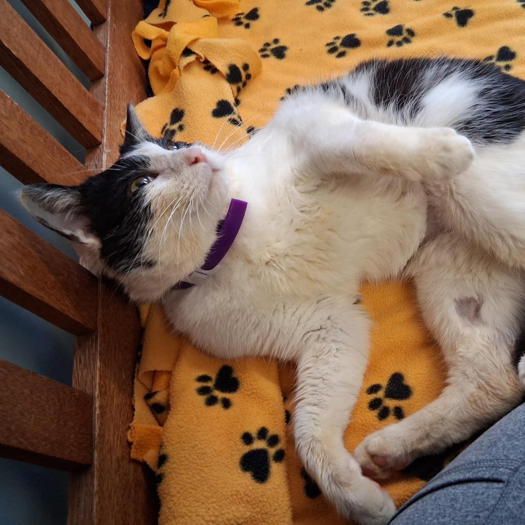 Grady, Adoptable, Young Male Domestic Short Hair.