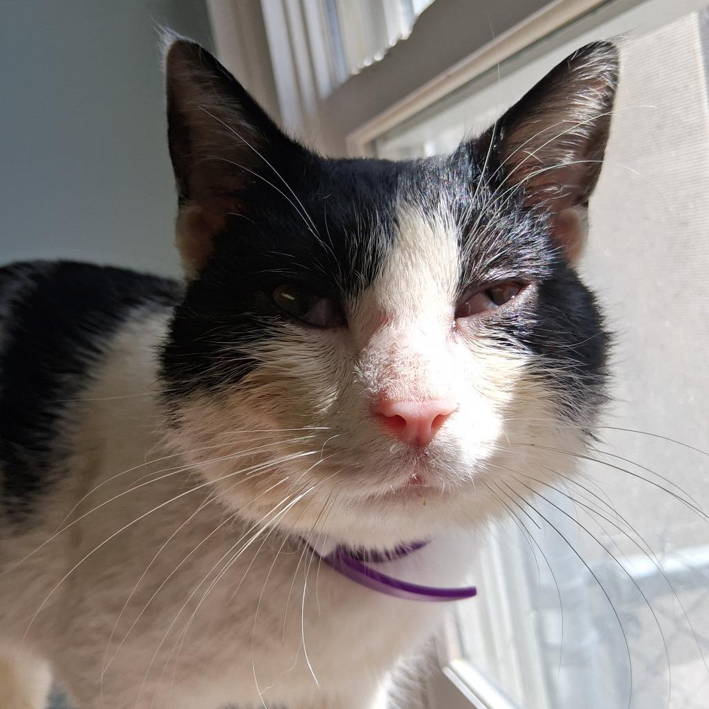 Enlarge Grady, a Adoptable Domestic Short Hair in Middlebury, VT image 2/6