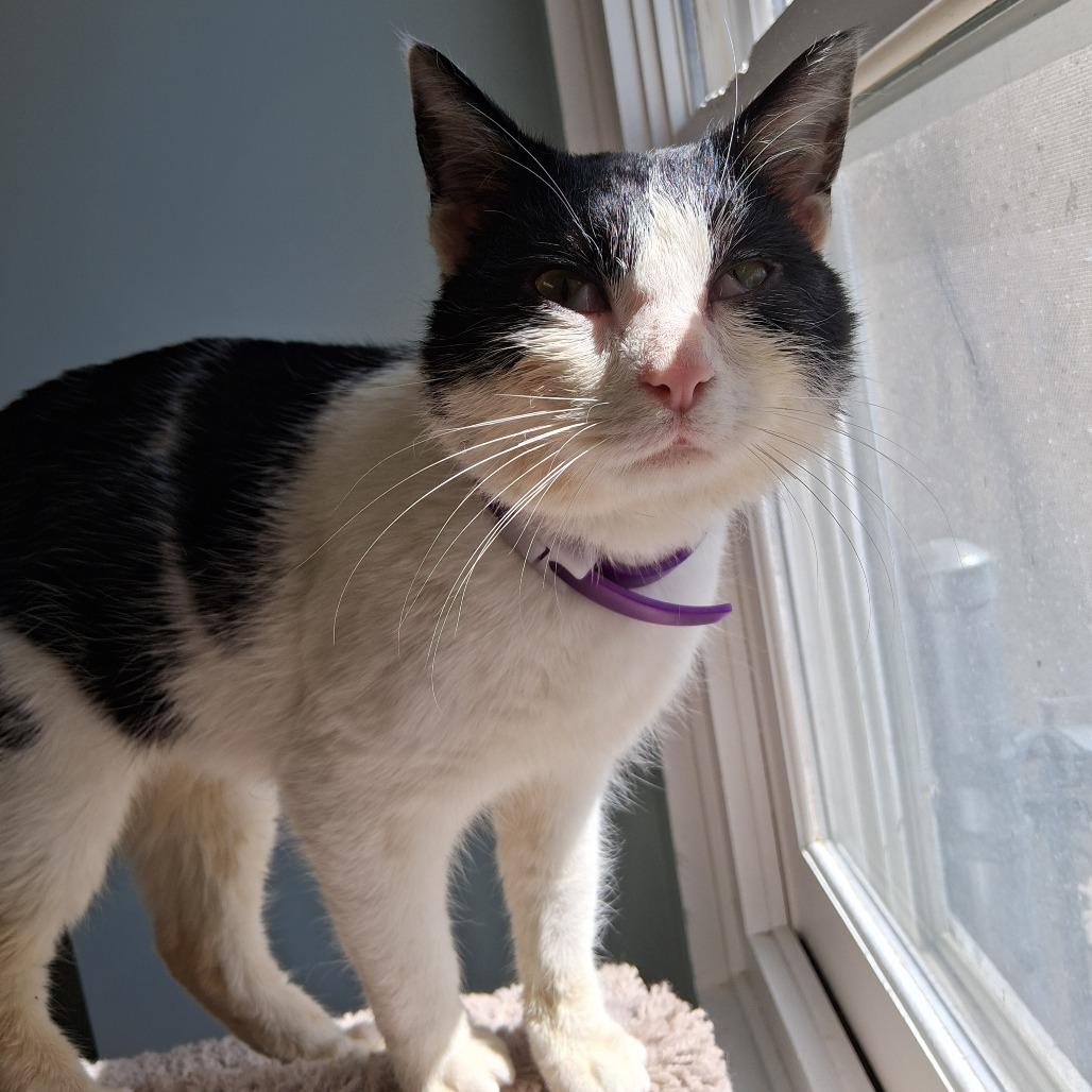 Enlarge Grady, a Adoptable Domestic Short Hair in Middlebury, VT image 3/6