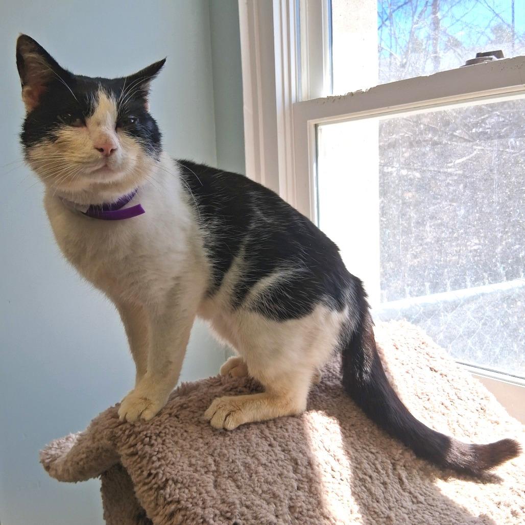 Enlarge Grady, a Adoptable Domestic Short Hair in Middlebury, VT image 4/6