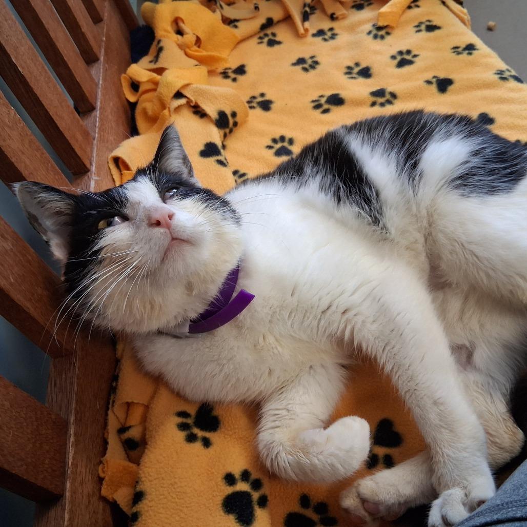 Enlarge Grady, a Adoptable Domestic Short Hair in Middlebury, VT image 5/6