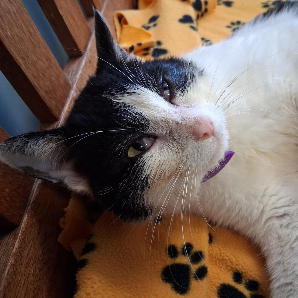 Enlarge Grady, a Adoptable Domestic Short Hair in Middlebury, VT image 6/6