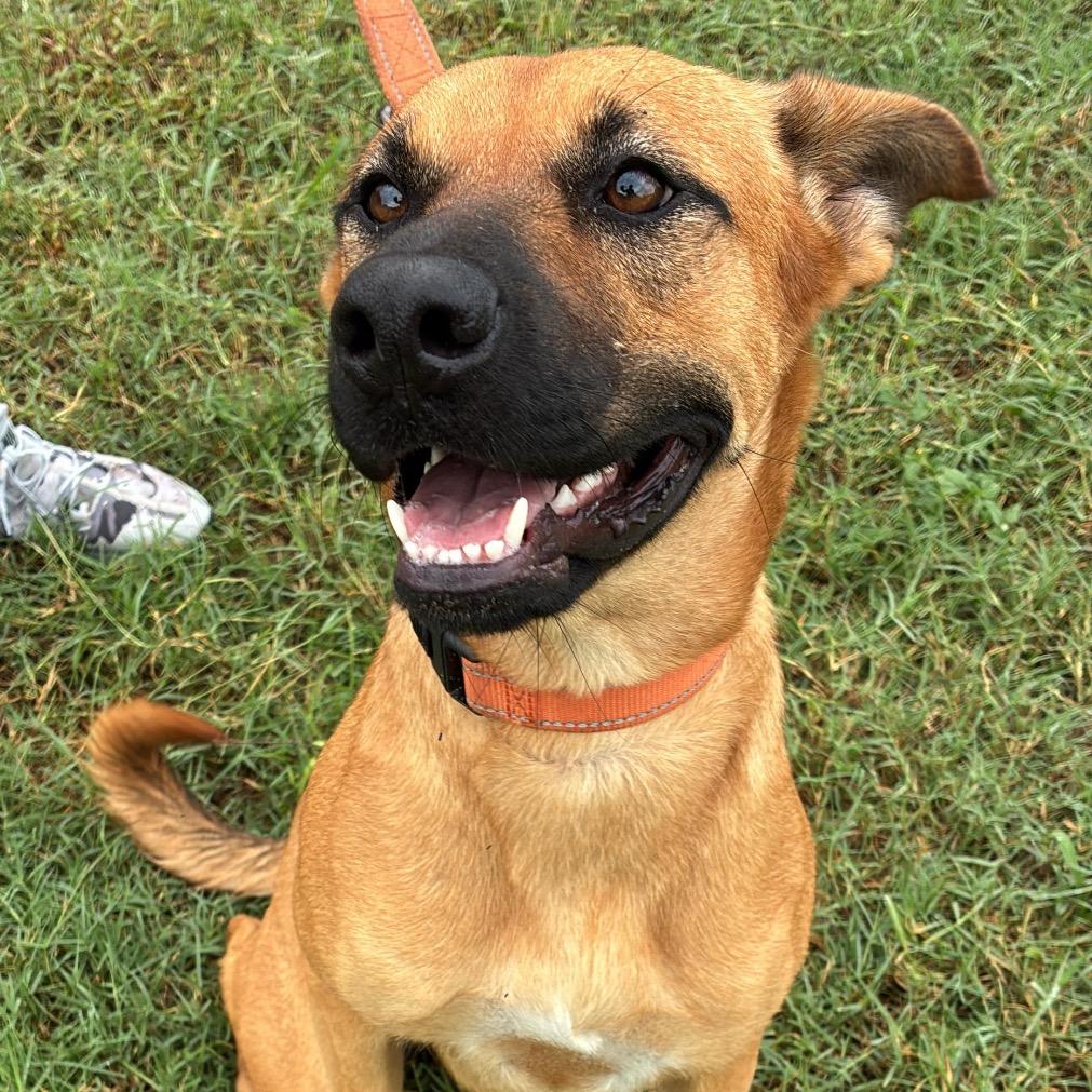 Mariah, Adoptable, Adult Female Labrador Retriever.