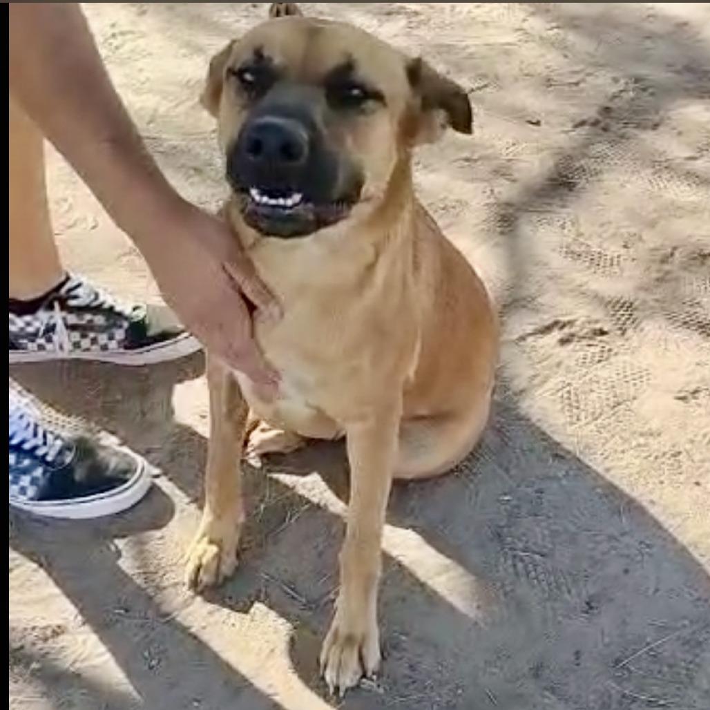 Mariah, Adoptable, Young Female Labrador Retriever.