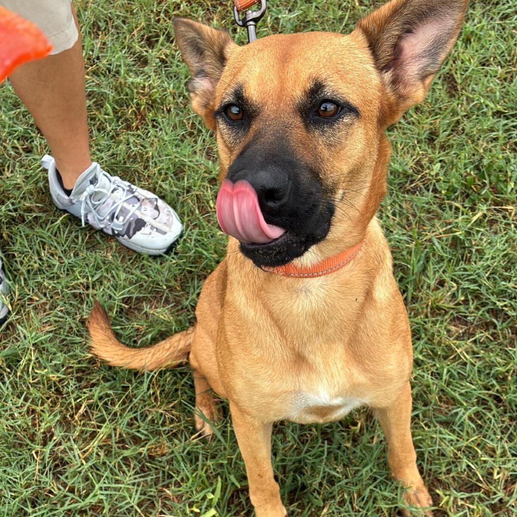 Enlarge Mariah, a Adoptable mixed breed in West Islip, NY image 3/5