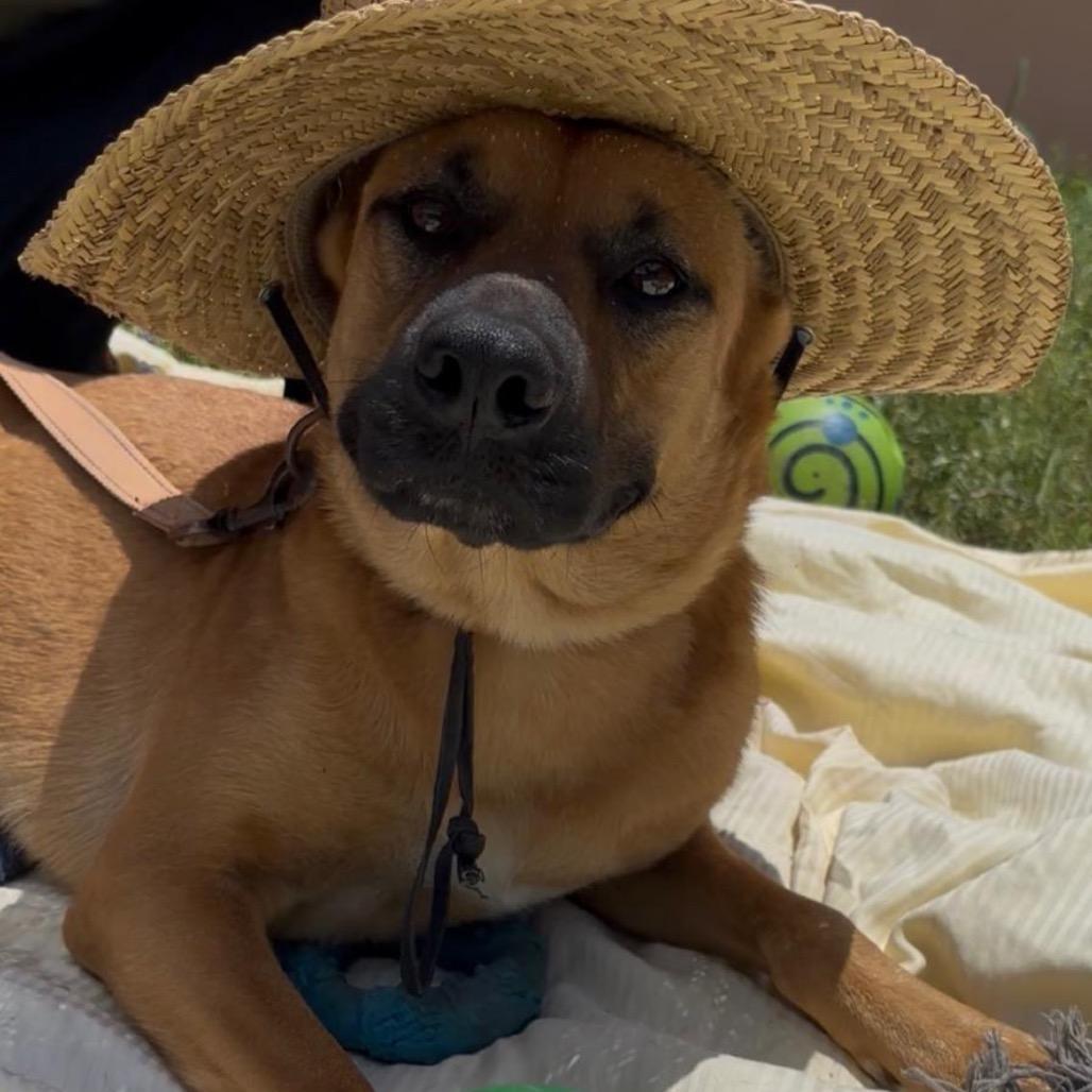 Mariah, a Adoptable mixed breed in West Islip, NY image 4/6
