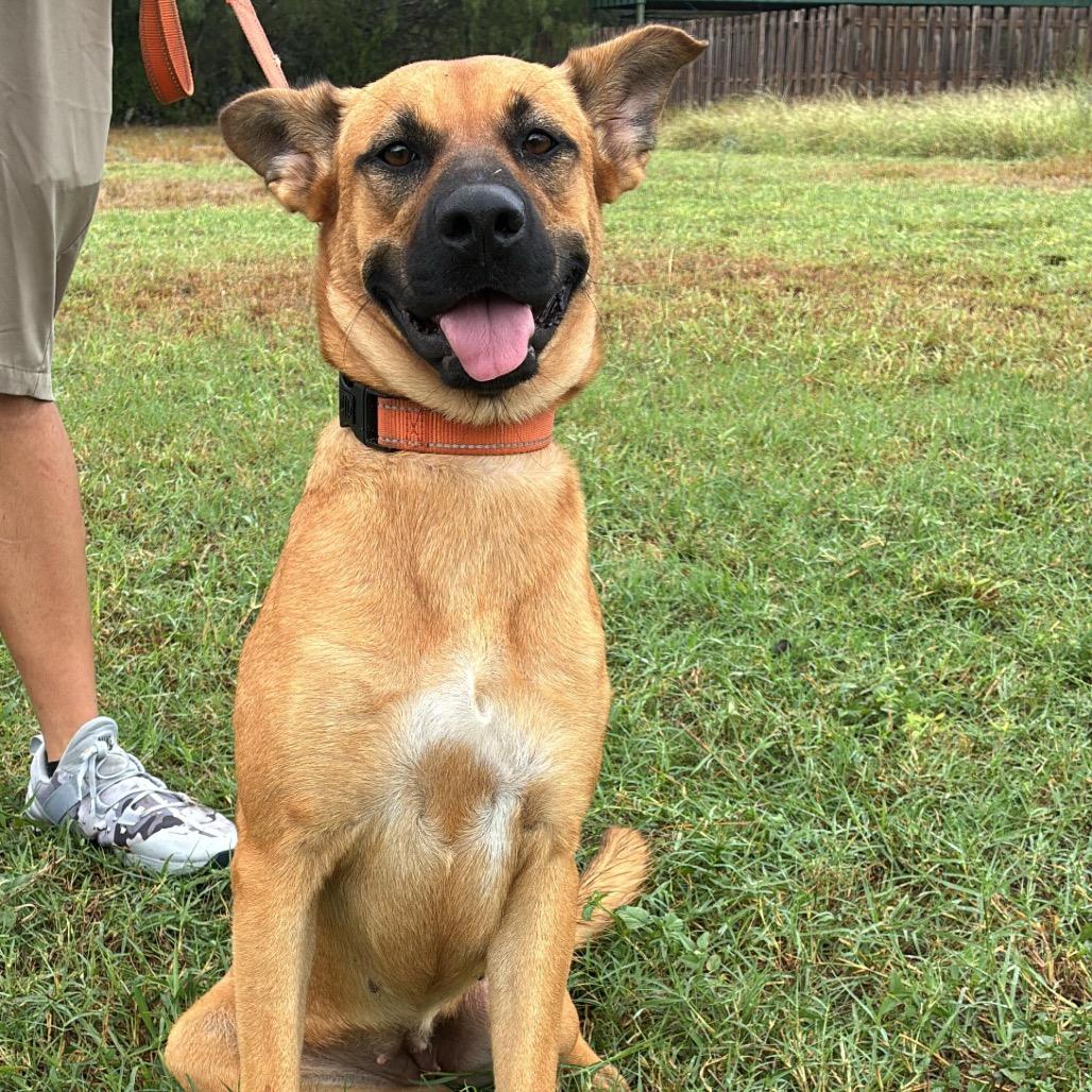 Enlarge Mariah, a Adoptable mixed breed in West Islip, NY image 4/5