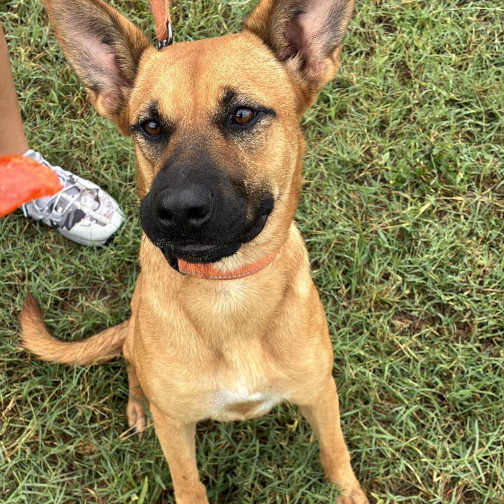 Enlarge Mariah, a Adoptable mixed breed in West Islip, NY image 5/5