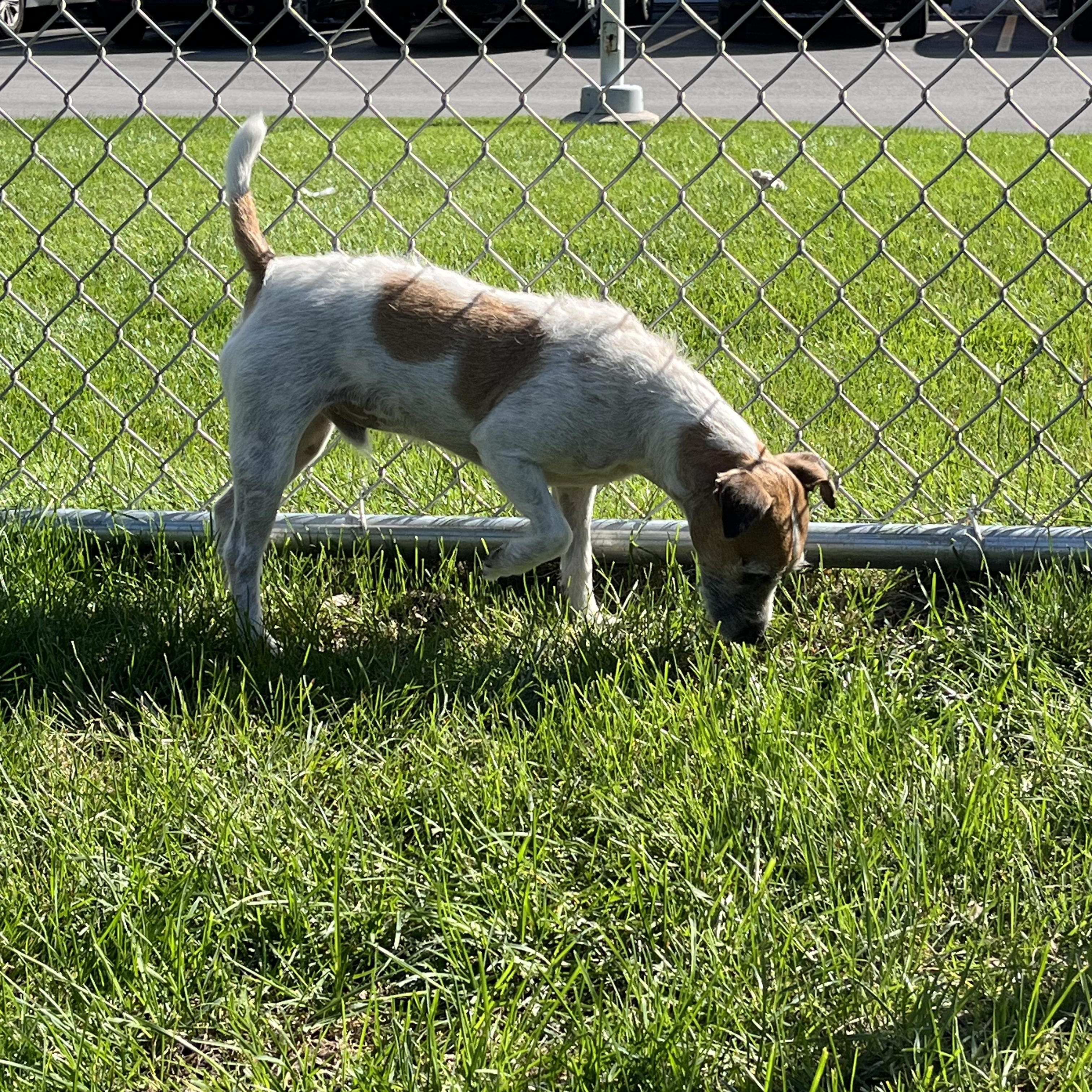 Enlarge Russell, a Adoptable Jack Russell Terrier in Mount Pleasant, MI image 2/2