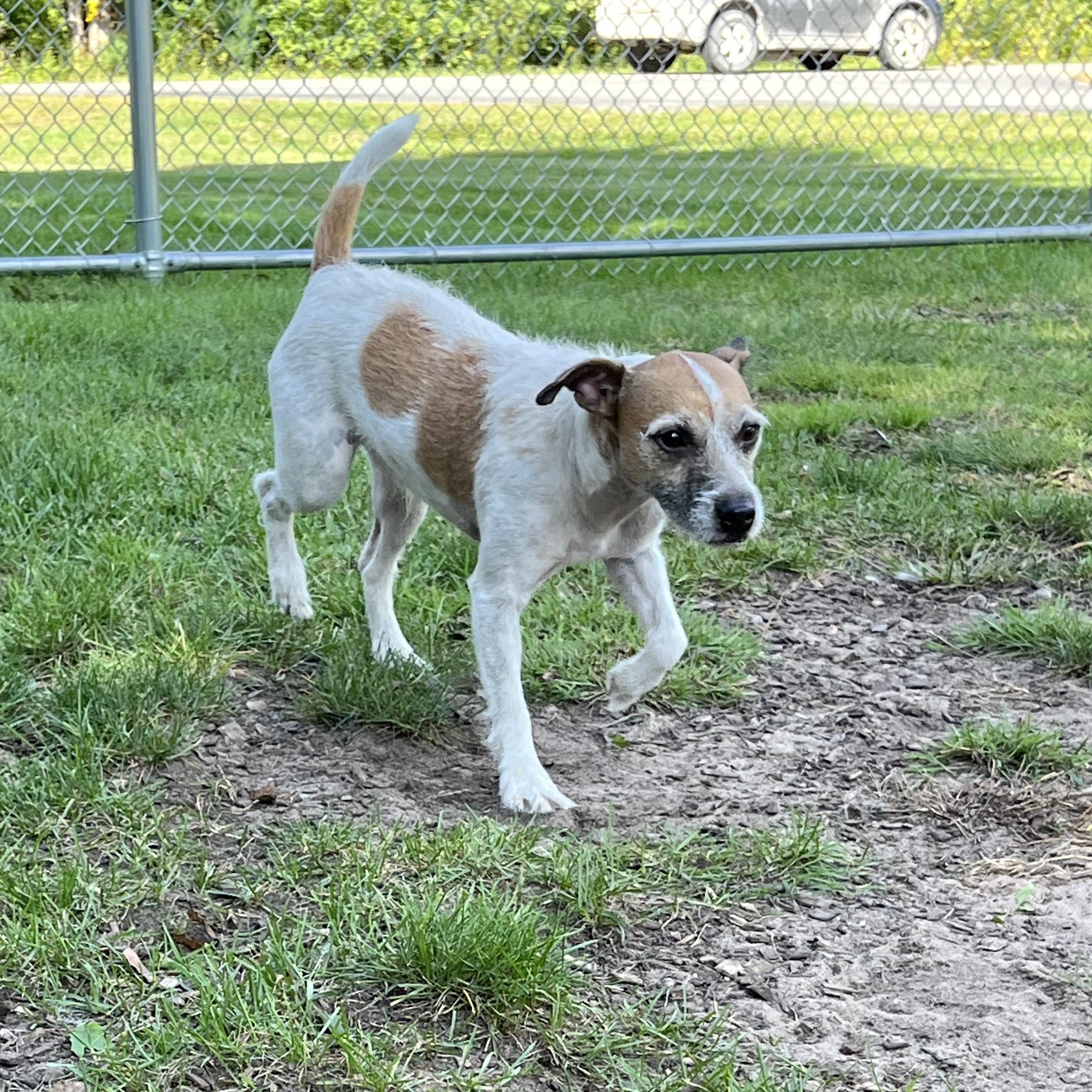 Russell, Adoptable, Adult Male Jack Russell Terrier.