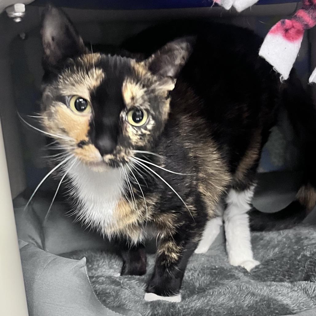 Annie, Adoptable, Adult Female Domestic Short Hair.