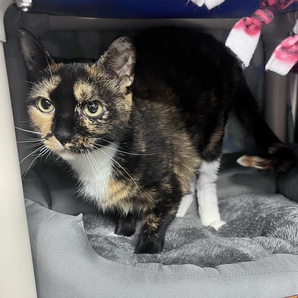 Enlarge Annie, a Adoptable mixed breed in Mentor, OH image 2/3