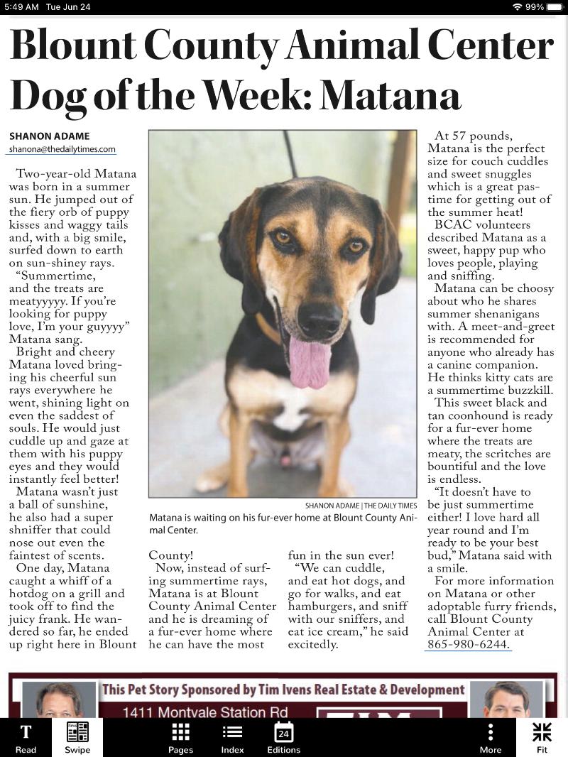 Matana, Adoptable, Adult Male Black and Tan Coonhound.