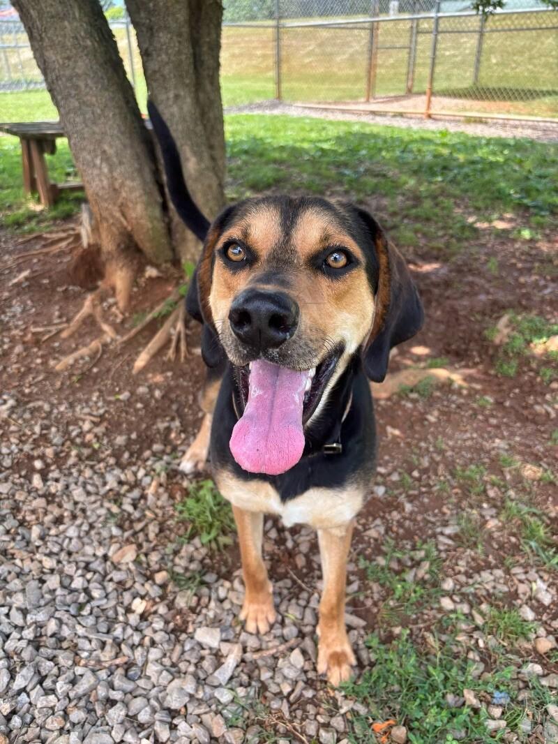 Enlarge Matana, a Adoptable Black and Tan Coonhound in Maryville, TN image 2/6