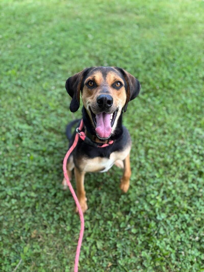Enlarge Matana, a Adoptable Black and Tan Coonhound in Maryville, TN image 3/6