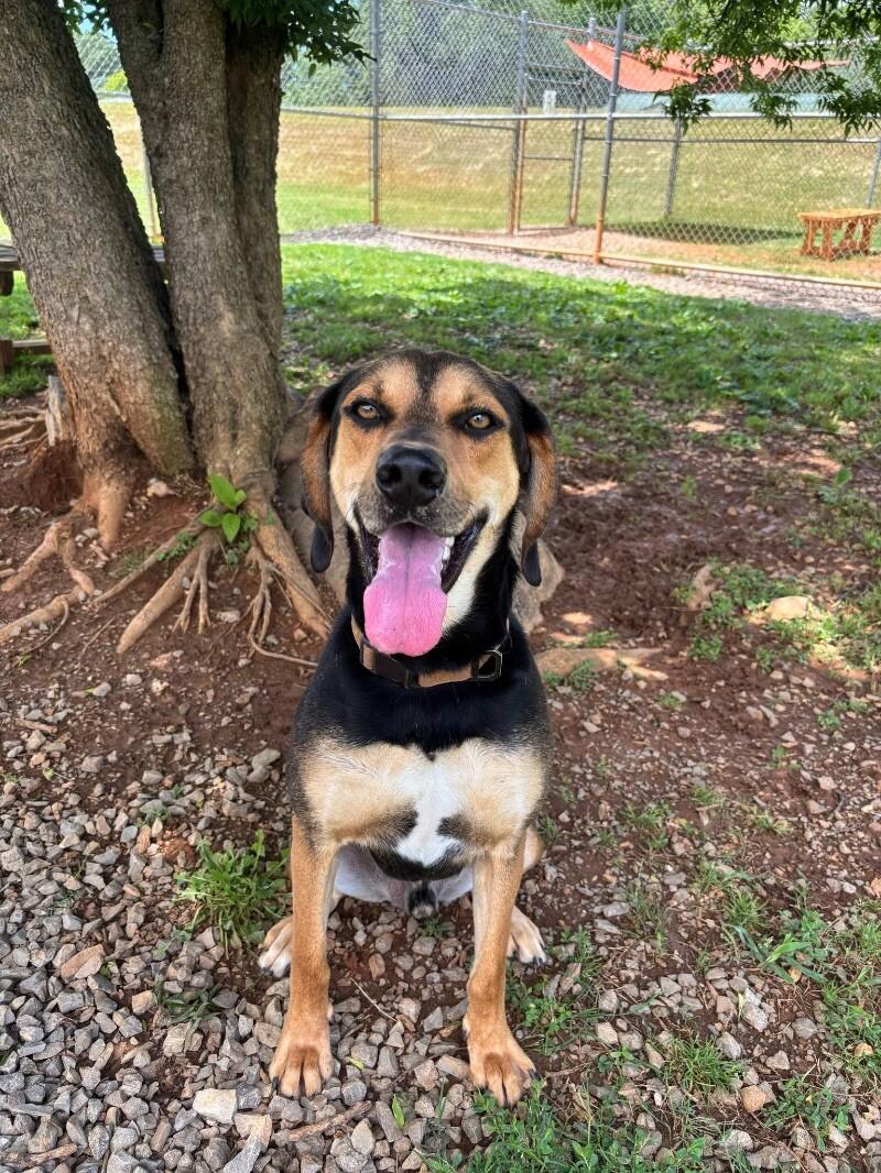 Enlarge Matana, a Adoptable Black and Tan Coonhound in Maryville, TN image 5/6