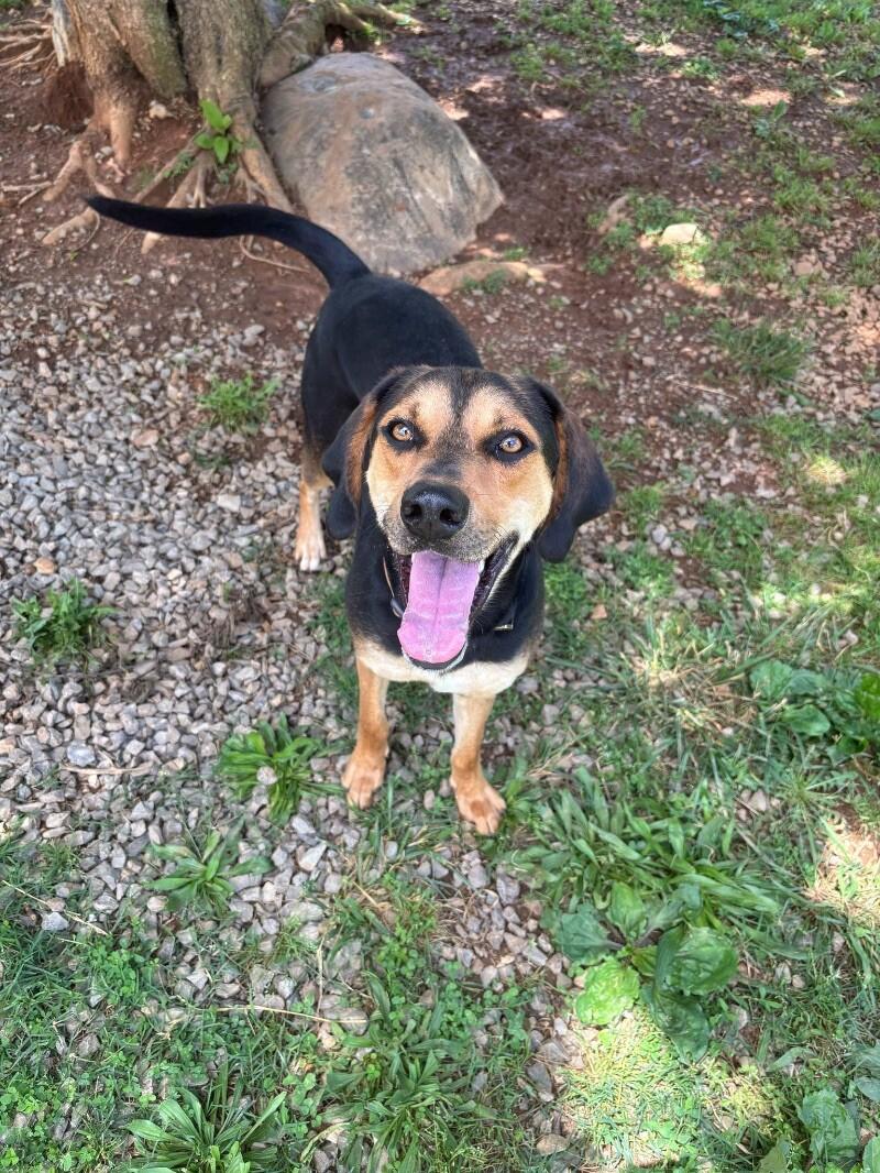 Enlarge Matana, a Adoptable Black and Tan Coonhound in Maryville, TN image 6/6