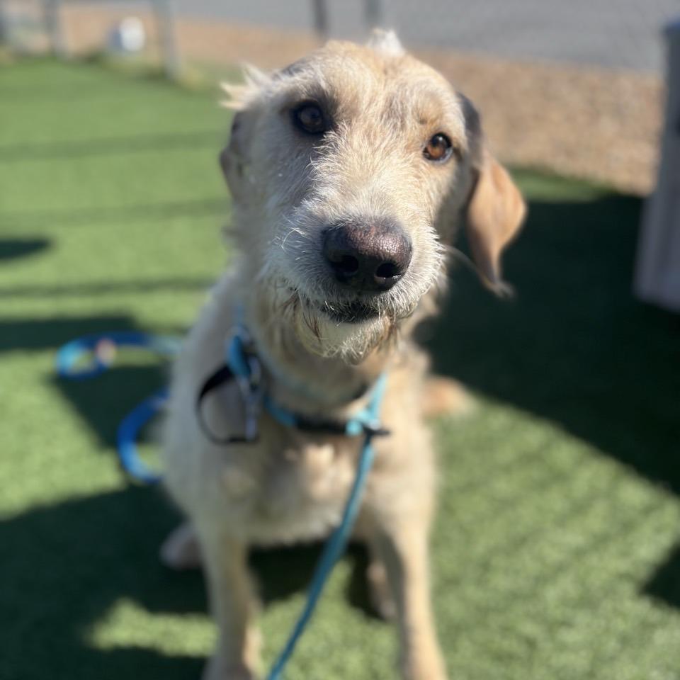 Ramen Noodles thumbnail 3