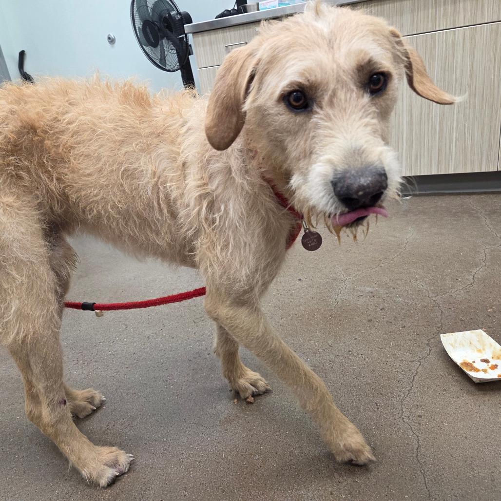 Ramen Noodles thumbnail 4