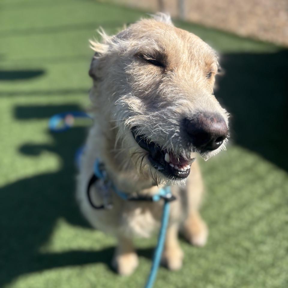 Ramen Noodles thumbnail 5