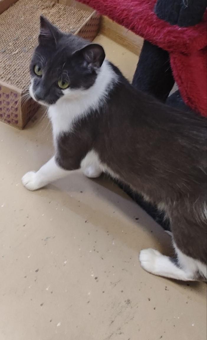 Enlarge Vera, a ADOPTABLE Domestic Short Hair in Wahpeton, ND image 2/2