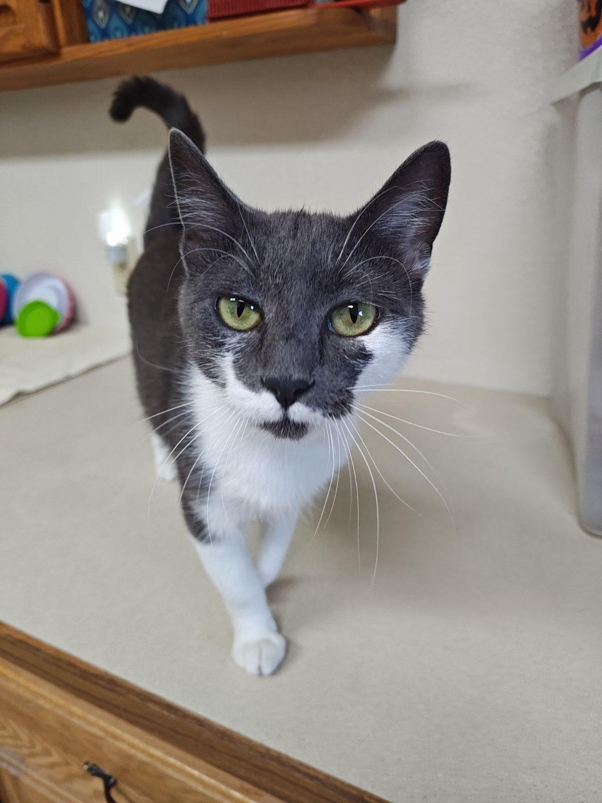 Enlarge Vera, an adopted Domestic Short Hair in Wahpeton, ND image 4/4