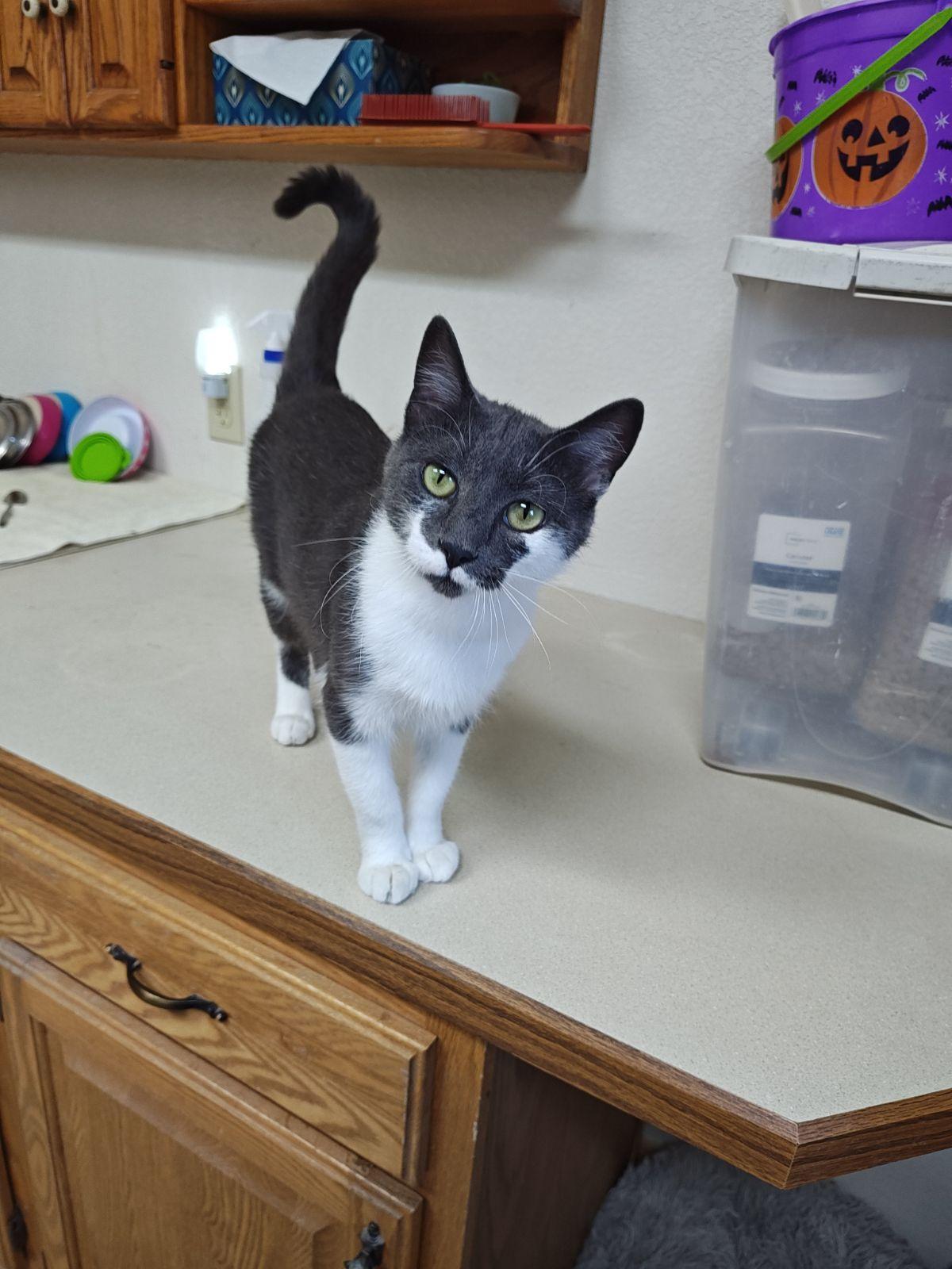 Vera, ADOPTABLE, Adult Female Domestic Short Hair.