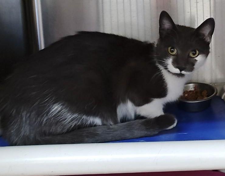 Vera, ADOPTABLE, Adult Female Domestic Short Hair.