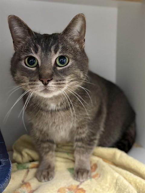 KITTY, Adoptable, Adult Female Domestic Short Hair.