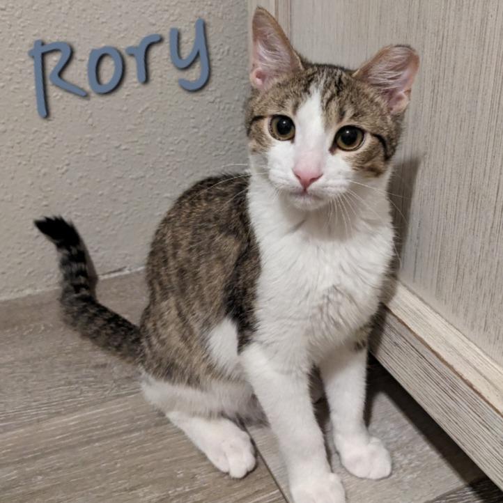 Enlarge Rory, a Adoptable Domestic Short Hair in Layton, UT image 1/1