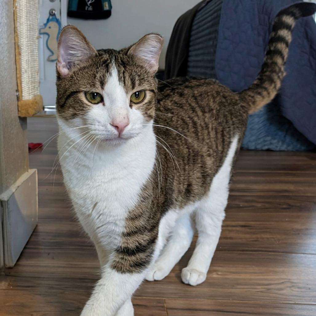 Enlarge Rory, a Adoptable Domestic Short Hair in Layton, UT image 2/4