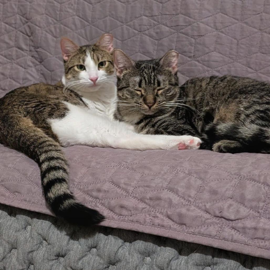 Enlarge Rory, a Adoptable Domestic Short Hair in Layton, UT image 3/4