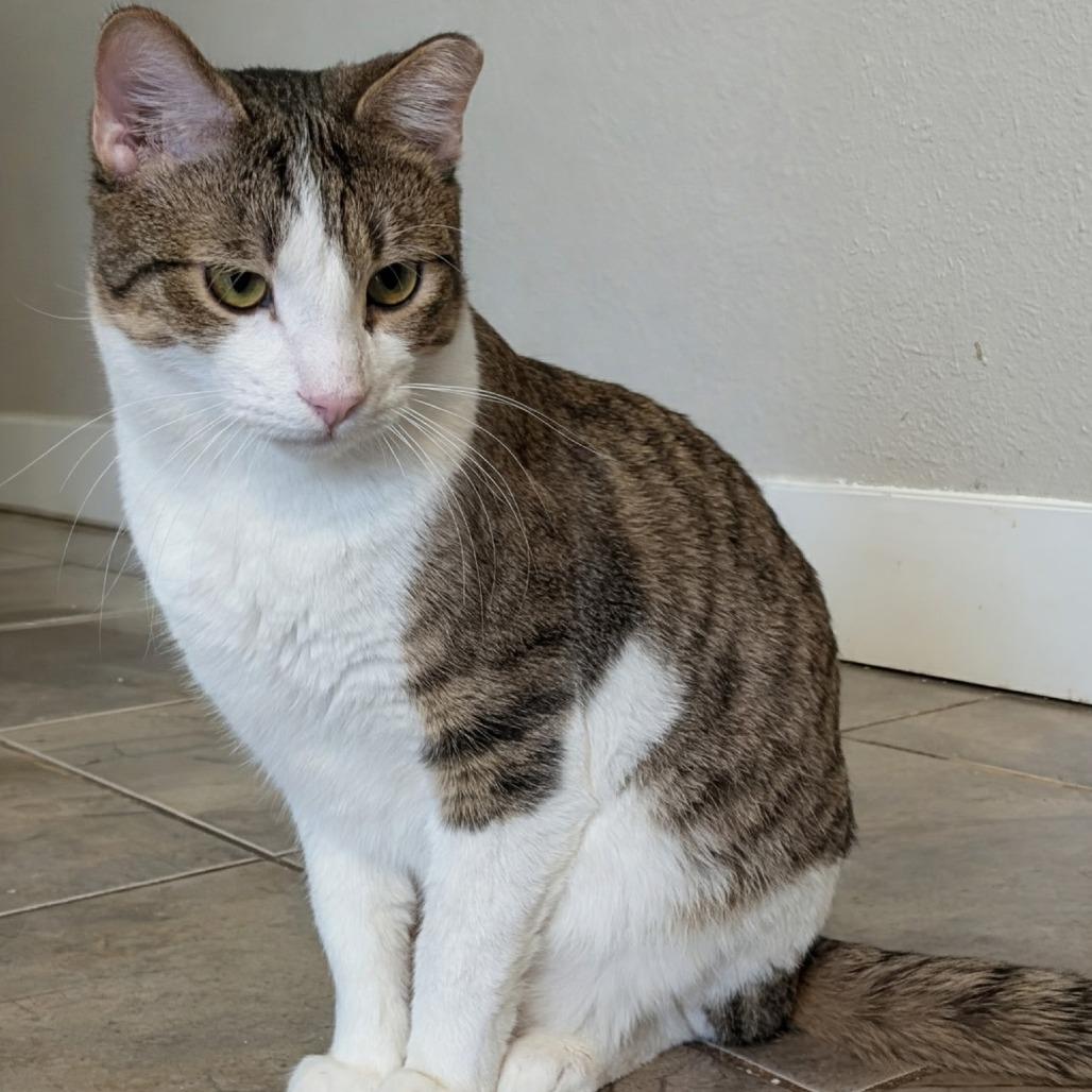 Enlarge Rory, a Adoptable Domestic Short Hair in Layton, UT image 4/4