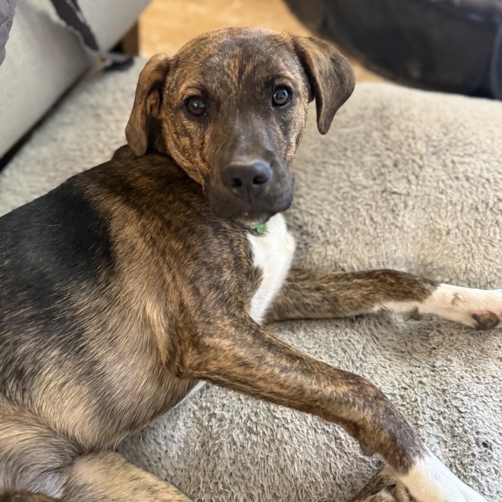 Oakley, Adoptable, Young Male Hound & Mixed Breed.