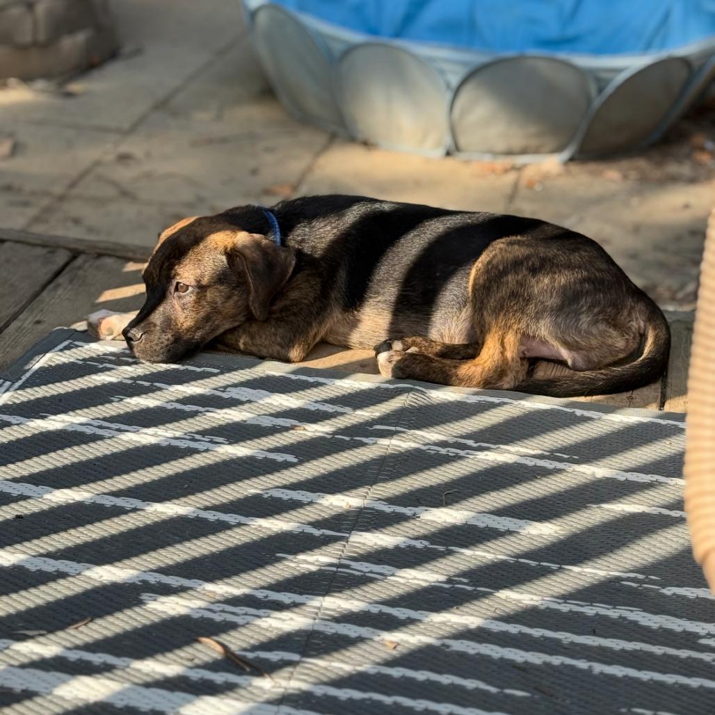 Enlarge Oakley, a Adoptable mixed breed in St. Charles, MO image 2/6
